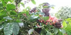 埃塞俄比亚耶加雪啡咖啡产区 asasa清洗站咖啡豆故事味道评测描述