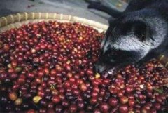 越南咖啡之鼬鼠屎之味 浅谈越南咖啡不同温度咖啡的不同口感风味