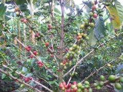 坦桑尼亚Peaberry咖啡豆故事 坦桑尼亚Peaberry产区加工处理工艺