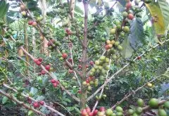 坦桑尼亚Peaberry咖啡豆故事 坦桑尼亚Peaberry产区加工处理工艺