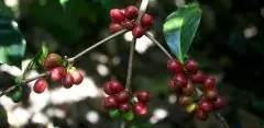 巴西圣陶星河庄园咖啡故事介绍 圣陶星河庄园咖啡处理过程含水量