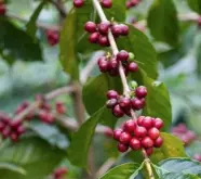 越南罗布斯塔种咖啡豆萃取比例多少 越南与印度咖啡不同点