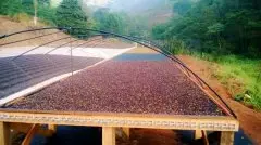 巴西灯塔庄园咖啡故事介绍 灯塔庄园黄波旁咖啡处理方式风味特点