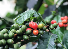 肯尼亚AA TOP加图雅尼咖啡耕种面积多大 水洗咖啡豆风味如何