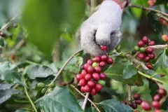 卢旺达100％半水洗绿咖啡含水量 卢旺达Isimbi水洗咖啡豆风味分值