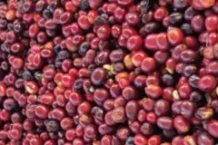宏都拉斯橄榄庄园咖啡故事 花栗鼠单一堤比卡品种水洗处理法味道