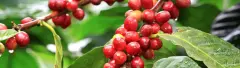 巴西达特拉庄园产什么咖啡 半水洗处理Daterra浓缩咖啡风味如何