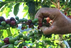 巴西最小咖啡产区圣埃斯皮里图特殊双处理法混合批次咖啡风味描述