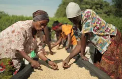 卢安达冠军水洗场MIG高山波旁咖啡种植采收与处理介绍咖啡豆杯测