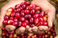 咖啡萃取与那些因素有关 咖啡提取始于咖啡种子或樱桃有什么特点