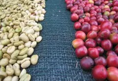 巴布亚新几内亚咖啡豆介绍 A/X有机小农半水洗咖啡豆风味描述