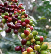 哥伦比亚冰谷庄园Pingurito咖啡豆烘焙风味 咖啡豆水洗处理法时间