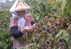 峇里岛金塔曼尼蜜处理咖啡口感层次 峇里岛巴利优质咖啡产量高吗