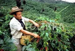 宏都拉斯马达沙诺庄园产什么咖啡 咖啡豆产量处理法杯测结果