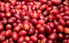 巴拿马咖啡产区科托瓦 科托瓦庄园/邓肯庄园咖啡种植品种杯测特点