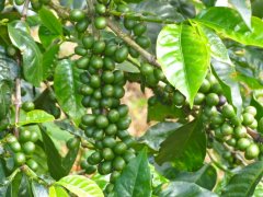 秘鲁西北部咖啡产区咖啡豆特点 秘鲁公平贸易有机咖啡杯测风味口