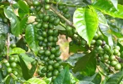 秘鲁西北部咖啡产区咖啡豆特点 秘鲁公平贸易有机咖啡杯测风味口