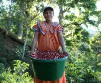 尼加拉瓜妈妈米娜庄园帕卡玛拉与圣荷西庄园爪哇咖啡豆有何不同