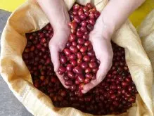 红樱桃计划咖啡豆日晒耶加雪菲莉可处理厂G1咖啡烘焙程度口感风味