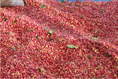 衣索比亚水洗咖啡豆介绍 耶加雪菲哈图莓村G1高海拔咖啡风味特点