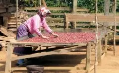 哥伦比亚Narino咖啡介绍 娜玲珑咖啡豆风味口感怎么样咖啡处理法