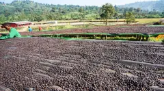 哥伦比亚尖身天然低因波旁咖啡豆产量价格 希望庄园历史故事
