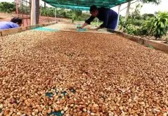 埃塞俄比亚湿加工与干加工混合咖啡豆风味特点 浅烘焙咖啡豆价格