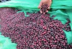 肯尼亚柯妮处理场小圆豆种植条件 柯妮中焙咖啡口感售价多少