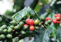哥斯大黎加橡树庄园蜜处理咖啡烘焙程度哪个好 咖啡豆烘焙口感