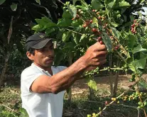 瓜地马拉理想庄园咖啡故事 小农竞赛优胜批次水洗咖啡豆杯测口感