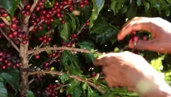 咖啡豆生长的自然条件 咖啡樱桃采摘方式 咖啡豆采摘后的处理方法
