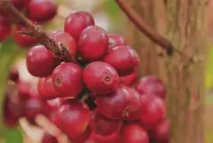 肯尼亚AA级咖啡豆介绍 奇里雅加产区奇安吉洛处理厂咖啡品种风味