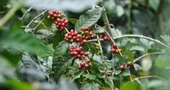 台湾咖啡产区台中新社区介绍 咖啡豆种植历史故事欣品咖啡农园特