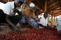 星巴克肯尼亚咖啡豆高级精选 星巴克肯尼亚咖啡豆冷酿咖啡方法