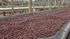 云南小粒香城咖啡 鲜花滇红与云南日晒咖啡豆的风味味道介绍