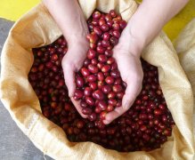 衣索比亚水洗耶珈雪啡咖啡特点 尼罗河花园/波塔巴G1咖啡风味描述