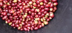 星巴克典藏咖啡日晒衣索比亚海尔庄园咖啡豆怎么样 咖啡风味价格