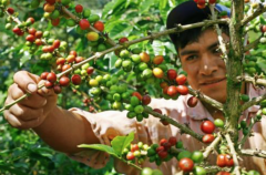 衣索比亚日晒西达马桃子甜心咖啡栽种海拔咖啡农手工采摘咖啡烘培