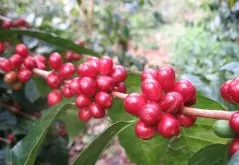 最先进的低咖啡因处理法介绍 肯尼亚奇旺地处理场咖啡豆风味描述