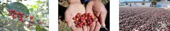 最贵的咖啡品牌艺伎咖啡历史 艺妓种植园咖啡豆处理法风味