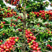 巴拿马咖啡依利达农庄Catuai种咖啡湿处理烘焙咖啡风味