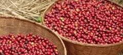 咖啡分类等级标准 arabica 和robusta咖啡区别是什么