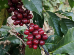 全球最大咖啡生产国 巴西Mantiqueirawas世界最好的咖啡产区之一