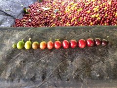 萨尔瓦多Mi Tierra咖啡庄园介绍 咖啡种植品种加工方法口感描述