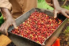 哥斯达黎加Beneficio咖啡加工厂 红卡图艾咖啡豆水洗风味口感描述