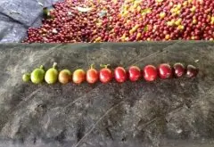 埃塞俄比亚咖啡Zege产区 Zege森林种植咖啡咖啡豆口感风味怎么样