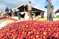 埃塞俄比亚咖啡介绍 Mormora咖啡种植园咖啡豆杯测风味口感好吗