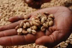 卢旺达咖啡产区基戈马 100％红色波本威士忌咖啡日晒风味烘焙特点