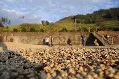 哥伦比亚咖啡产区托利马 托利马庄园咖啡处理发酵时间风味特点