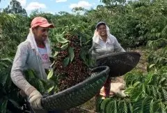 哥伦比亚咖啡豆介绍 Dayana咖啡庄园故事Catuai红蜜处理咖啡特点